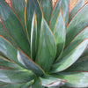 Agave Blue Glow