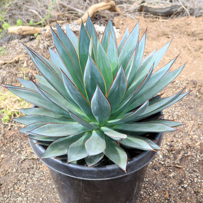 potted blue agave plant Shop 'Agave Blue Glow' - Care and Growing Guide