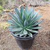 Agave Blue Glow