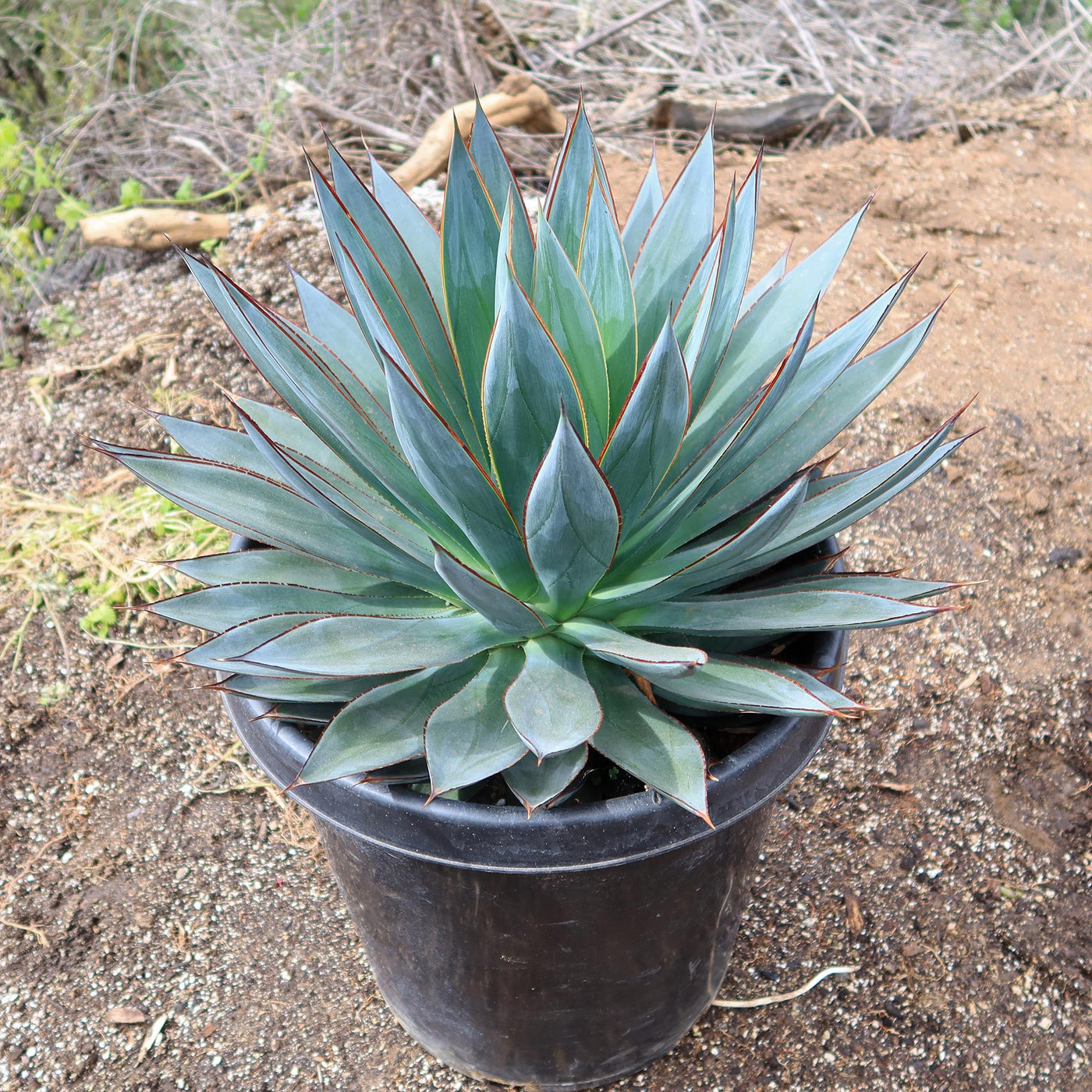 blue agave indoor plant Agave Blue Glow 15 Gal