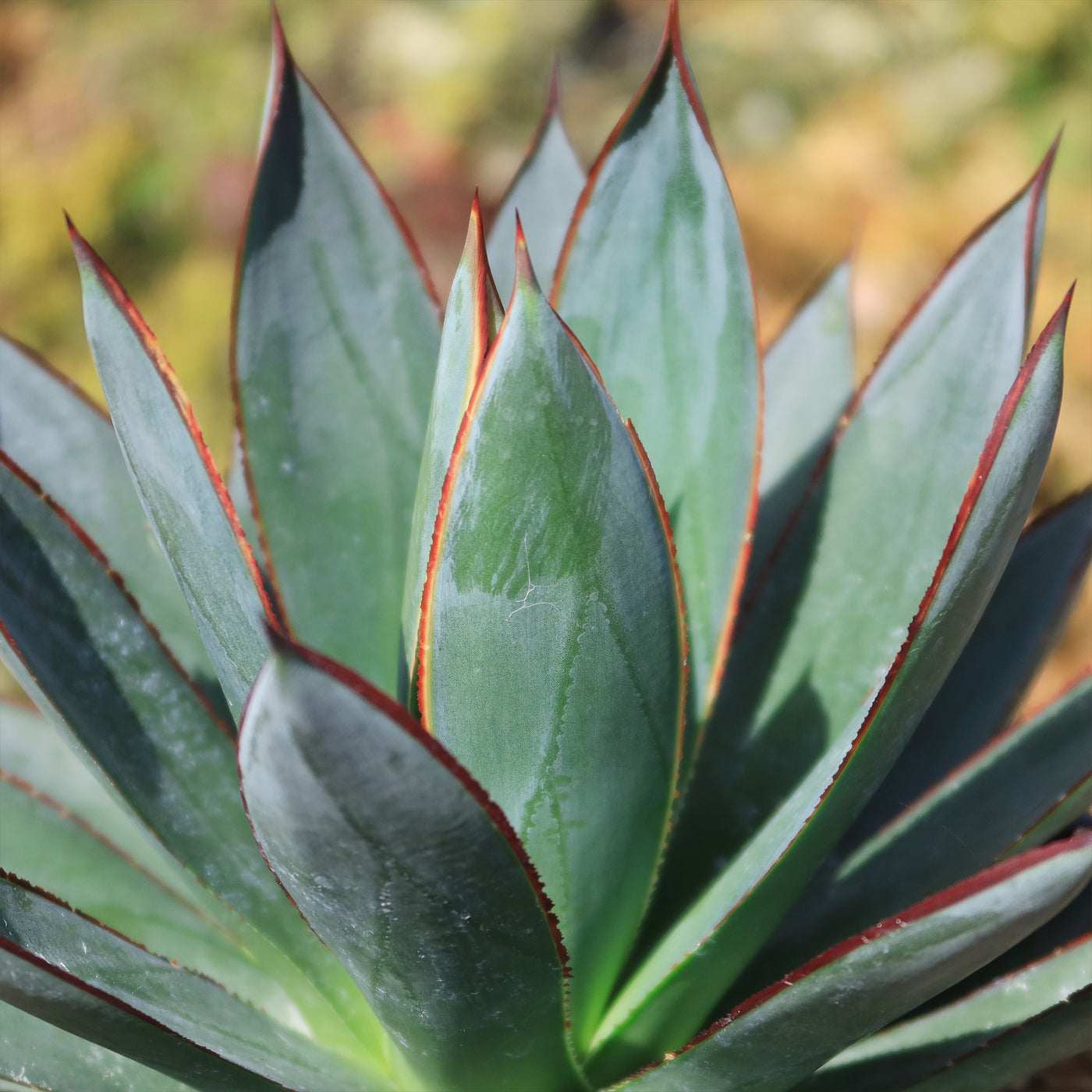 Agave Blue Glow