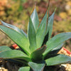 Agave Blue Glow