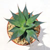 Agave Blue Glow