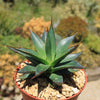 Agave Blue Glow