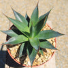 Agave Blue Glow