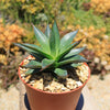 Agave Blue Glow