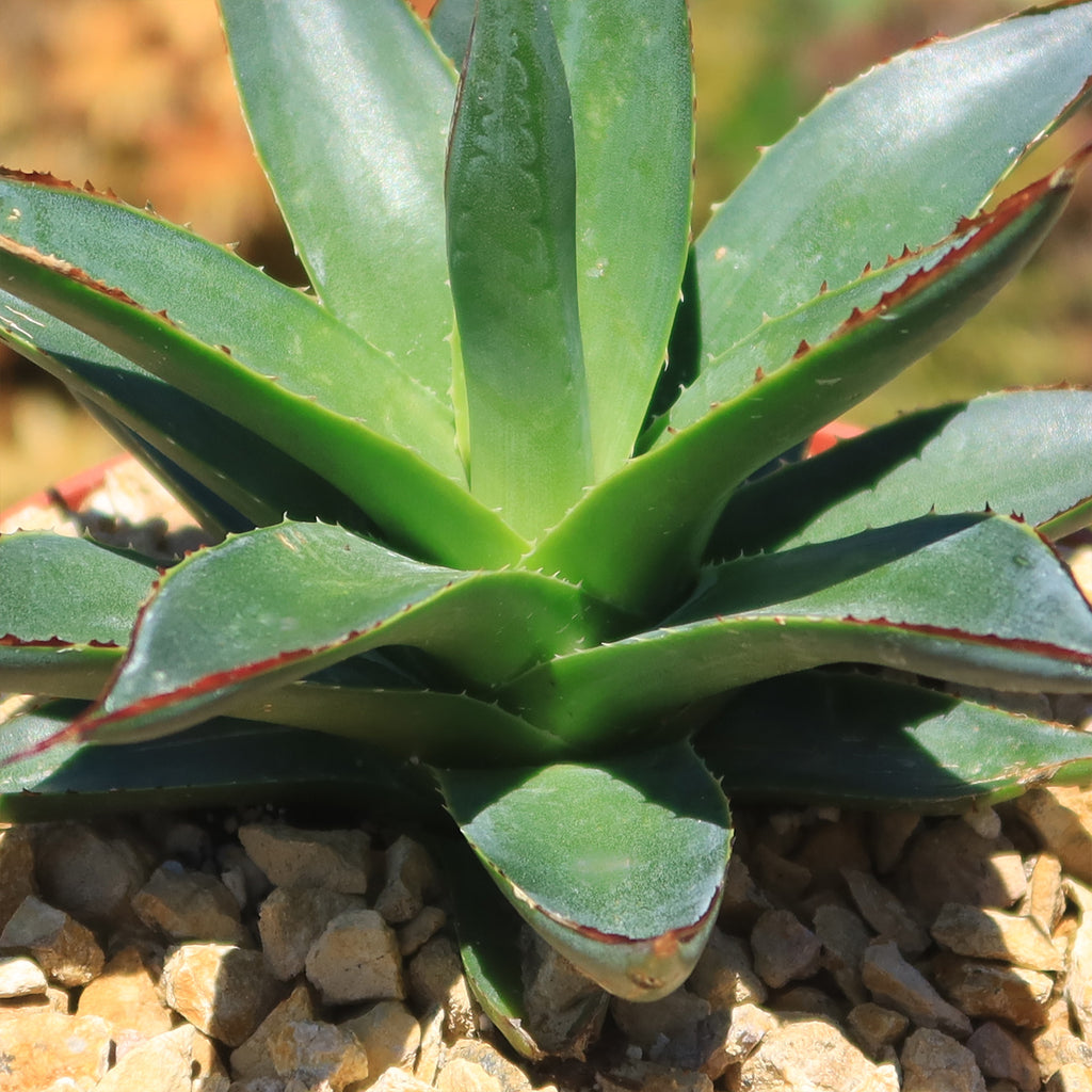 Agave Blue Glow