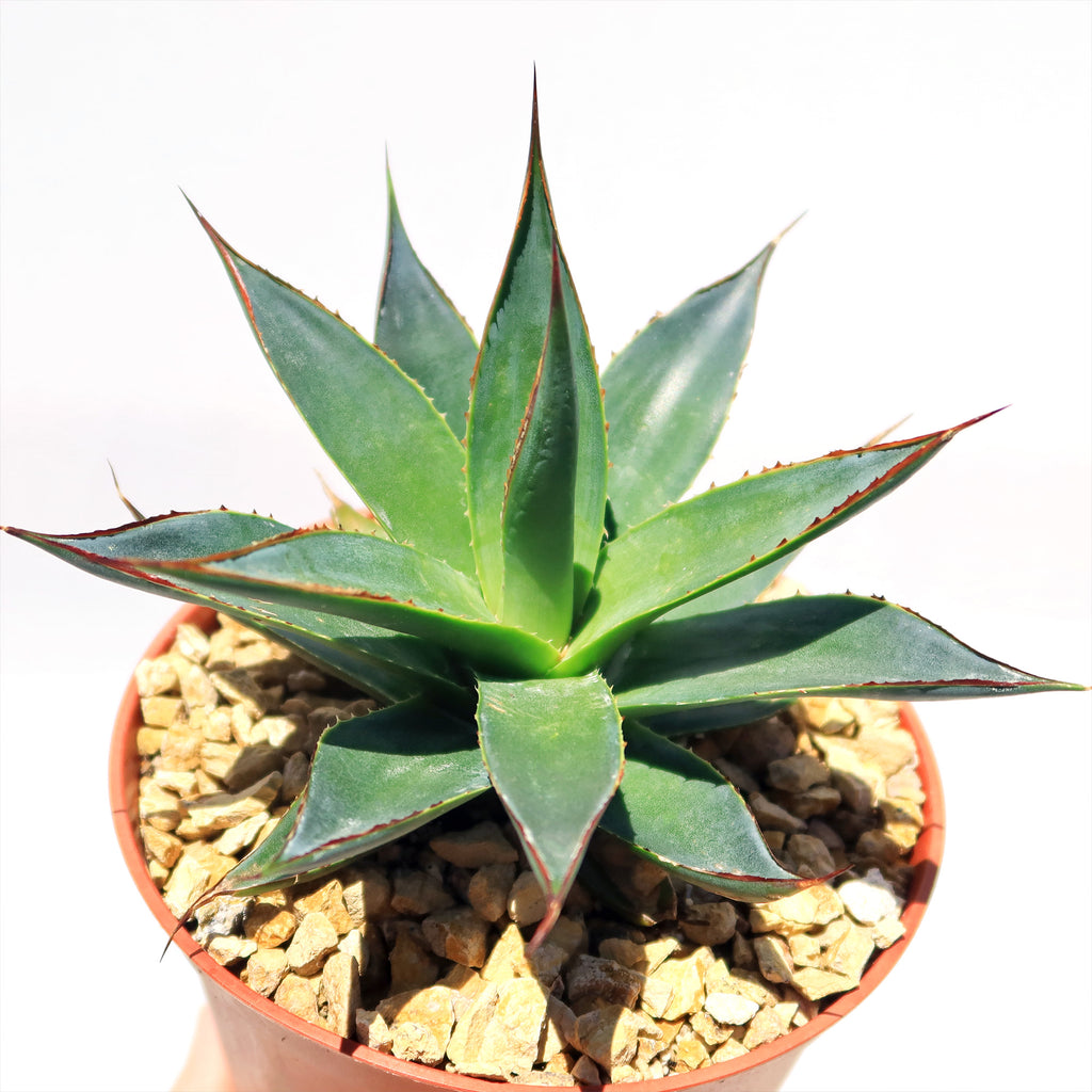 Agave Blue Glow
