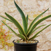 Agave ‘Dressed to Impress’ with long, pointed yellow-edged leaves in a pot, set by a stone wall and drought-tolerant plants.