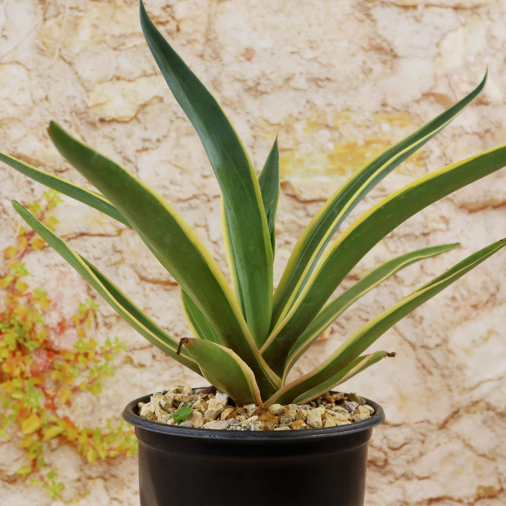 Agave ‘Dressed to Impress’ with long, pointed yellow-edged leaves in a pot, set by a stone wall and drought-tolerant plants.