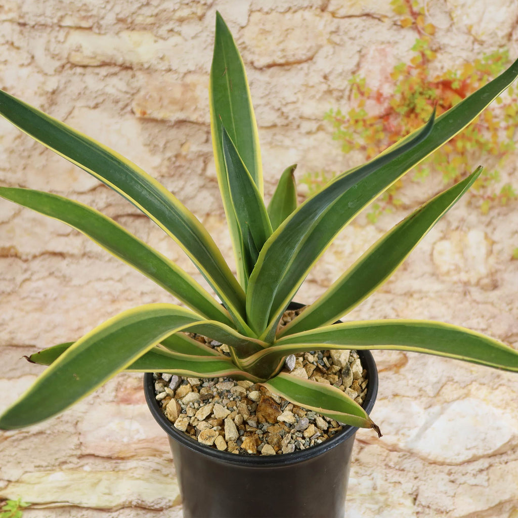 Agave ‘Dressed to Impress’ succulent features long green leaves with yellow edges, drought-tolerant and ideal for stylish indoor décor.