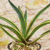 Agave ‘Dressed to Impress’ with upright green leaves in rocky soil, set against a textured, light stone wall background. Drought-tolerant plant.