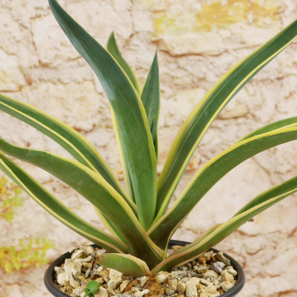Agave ‘Dressed to Impress’ with upright green leaves in rocky soil, set against a textured, light stone wall background. Drought-tolerant plant.