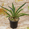 Potted Agave ‘Dressed to Impress’ with long green leaves edged in yellow, set on decorative rocks and a light stone-textured background.