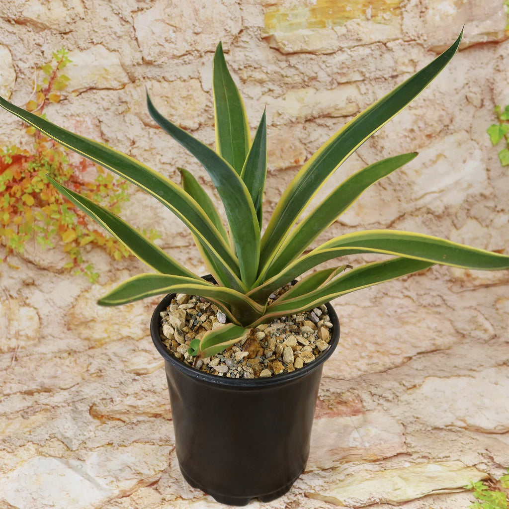 Potted Agave ‘Dressed to Impress’ with long green leaves edged in yellow, set on decorative rocks and a light stone-textured background.