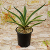 Agave ‘Dressed to Impress’ succulent with variegated leaves in a black plastic pot with rocks, shown against a light textured background.