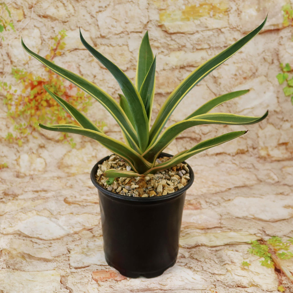 Agave ‘Dressed to Impress’ succulent with variegated leaves in a black plastic pot with rocks, shown against a light textured background.