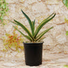 Agave ‘Dressed to Impress’ with long pointed leaves in a black plastic pot, set before a stone wall and trailing greenery.