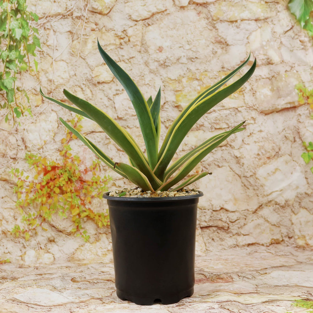 Agave ‘Dressed to Impress’ with long pointed leaves in a black plastic pot, set before a stone wall and trailing greenery.