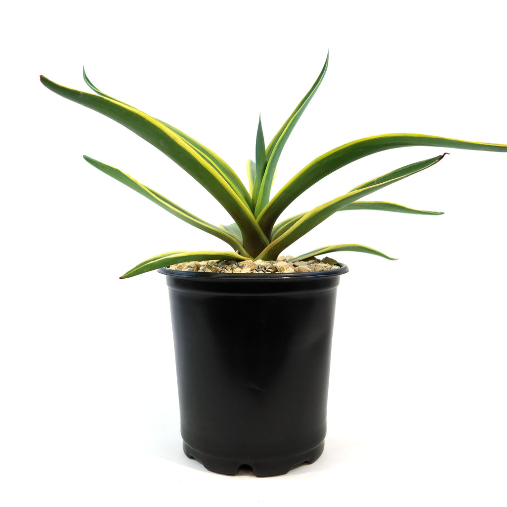 Agave ‘Dressed to Impress’ succulent with green, yellow-edged leaves in a black plastic pot, drought-tolerant. White background.