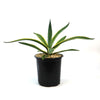 Agave ‘Dressed to Impress’ succulent with green leaves and yellow edges in a black plastic pot with rocks, on a white background.