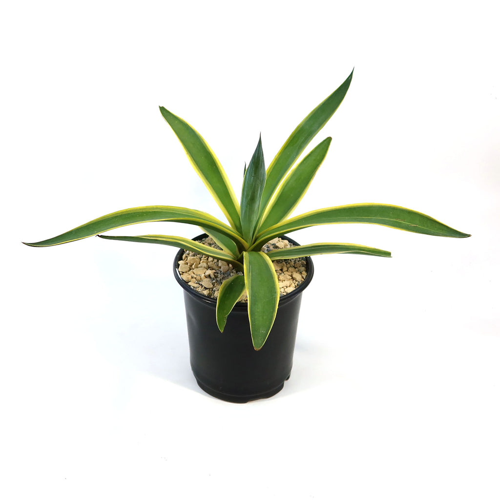 Agave ‘Dressed to Impress’ succulent with green leaves and yellow edges in a black pot on pebbles, shown against a white background.