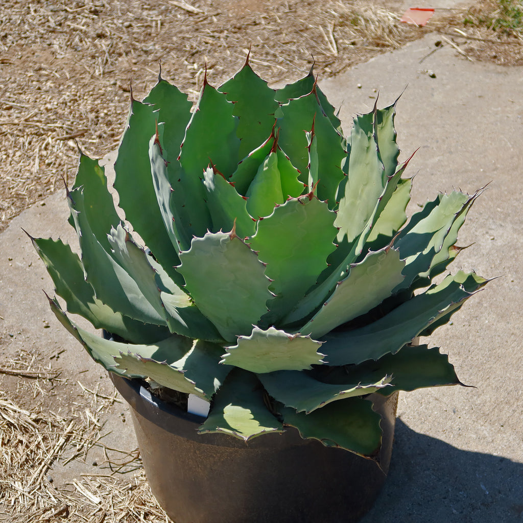 Agave guadalajarana