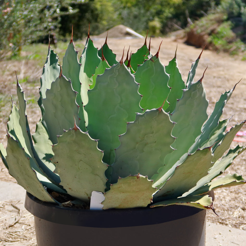 Agave guadalajarana