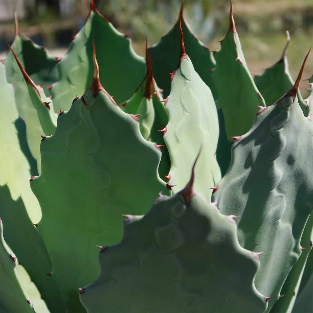 Agave guadalajarana