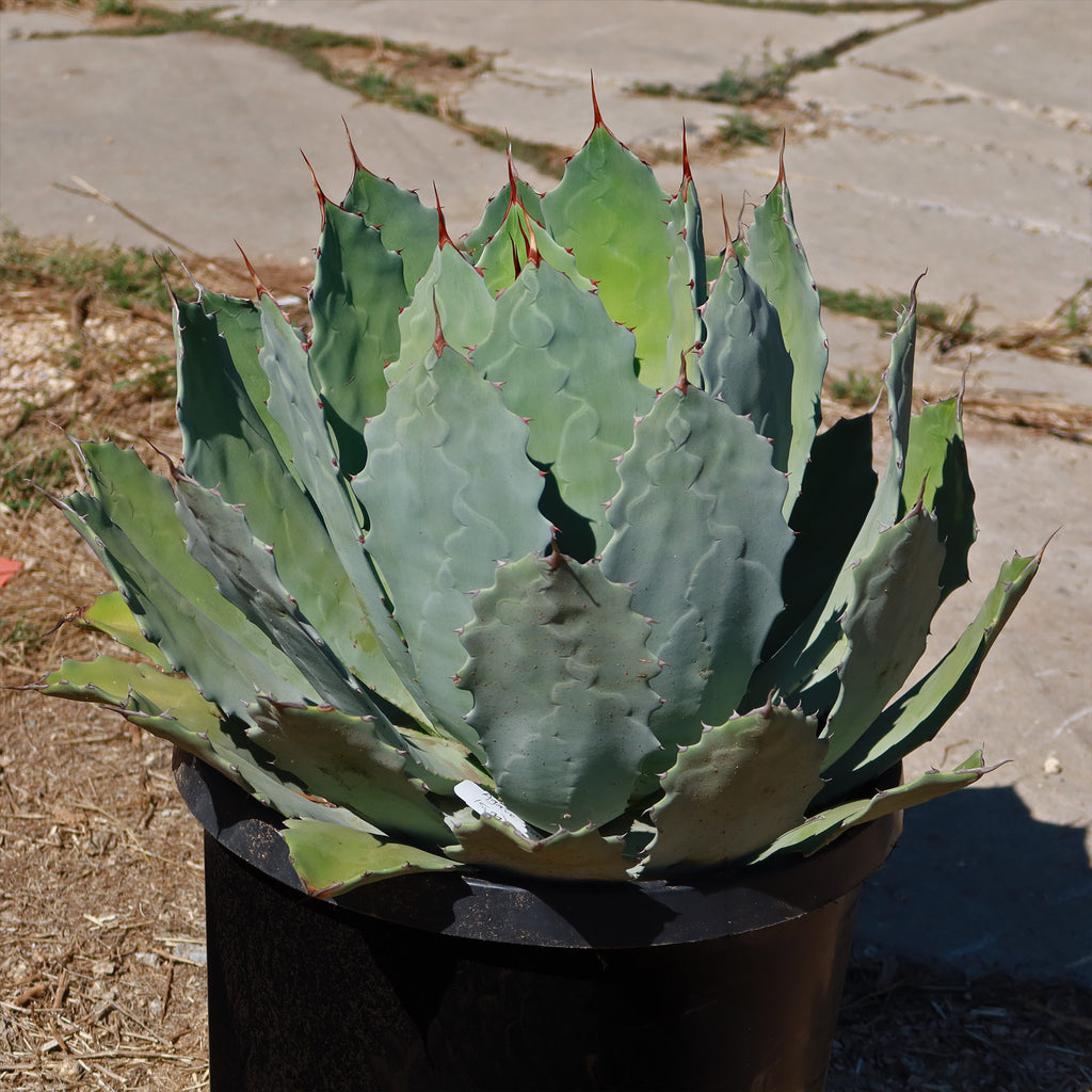 Agave guadalajarana