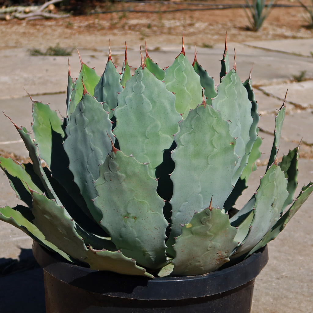 Agave guadalajarana