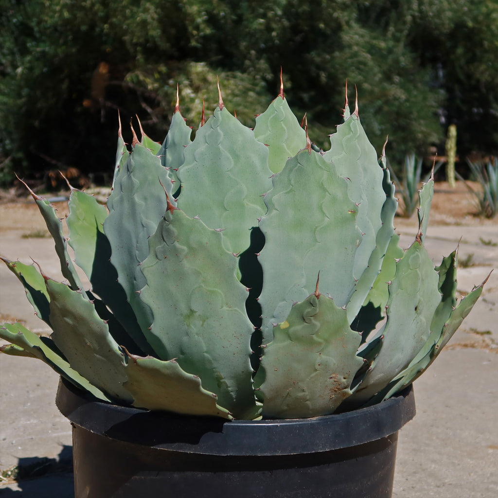 Agave guadalajarana