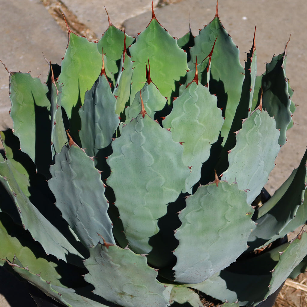Agave guadalajarana