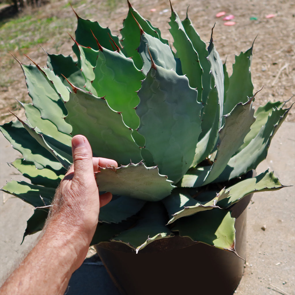 Agave guadalajarana