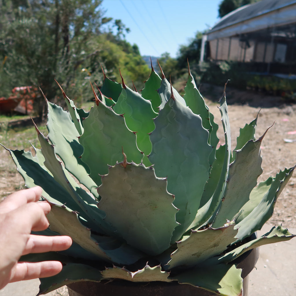 Agave guadalajarana
