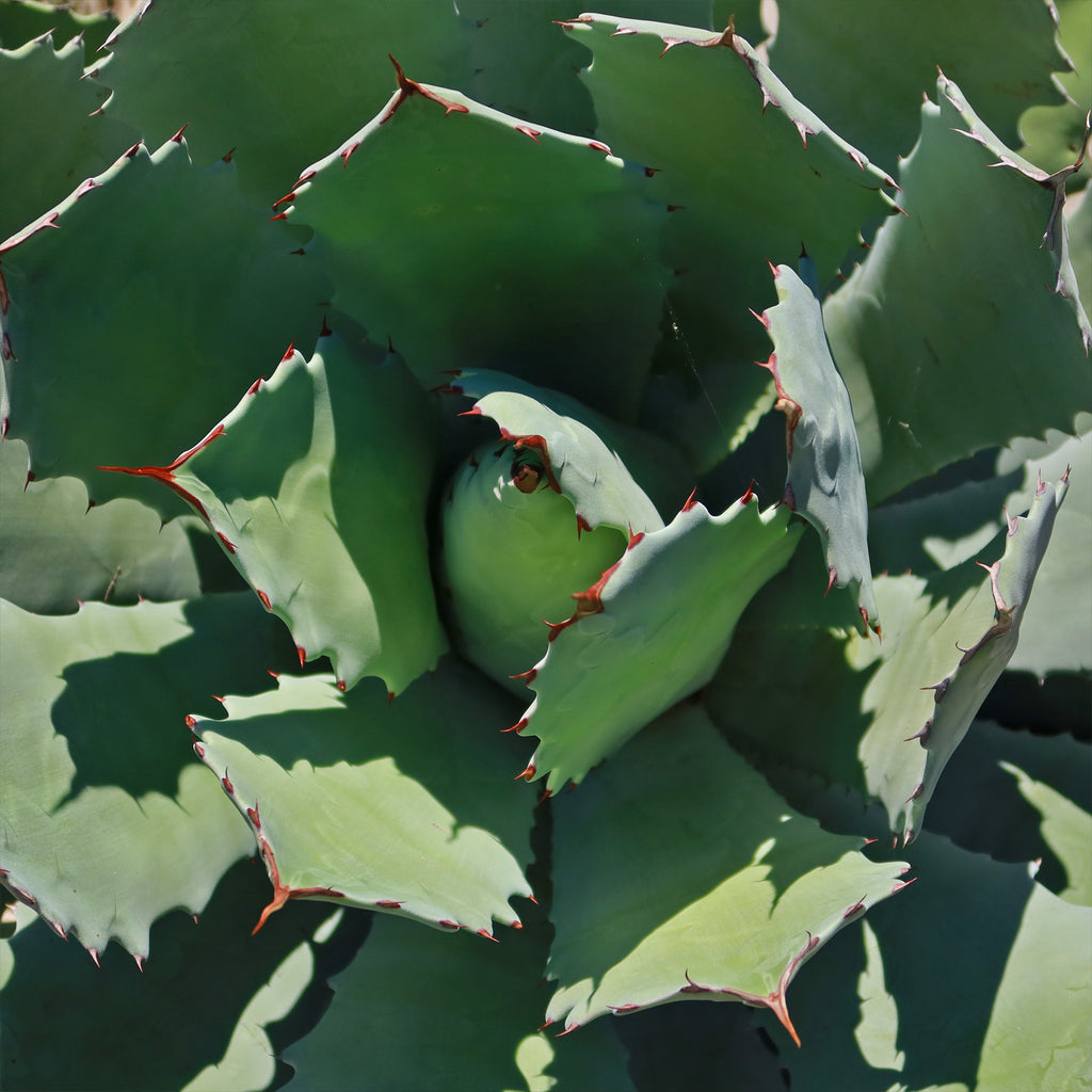 Agave guadalajarana