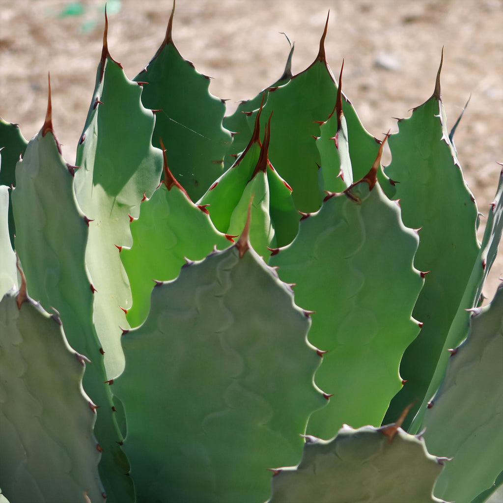 Agave guadalajarana