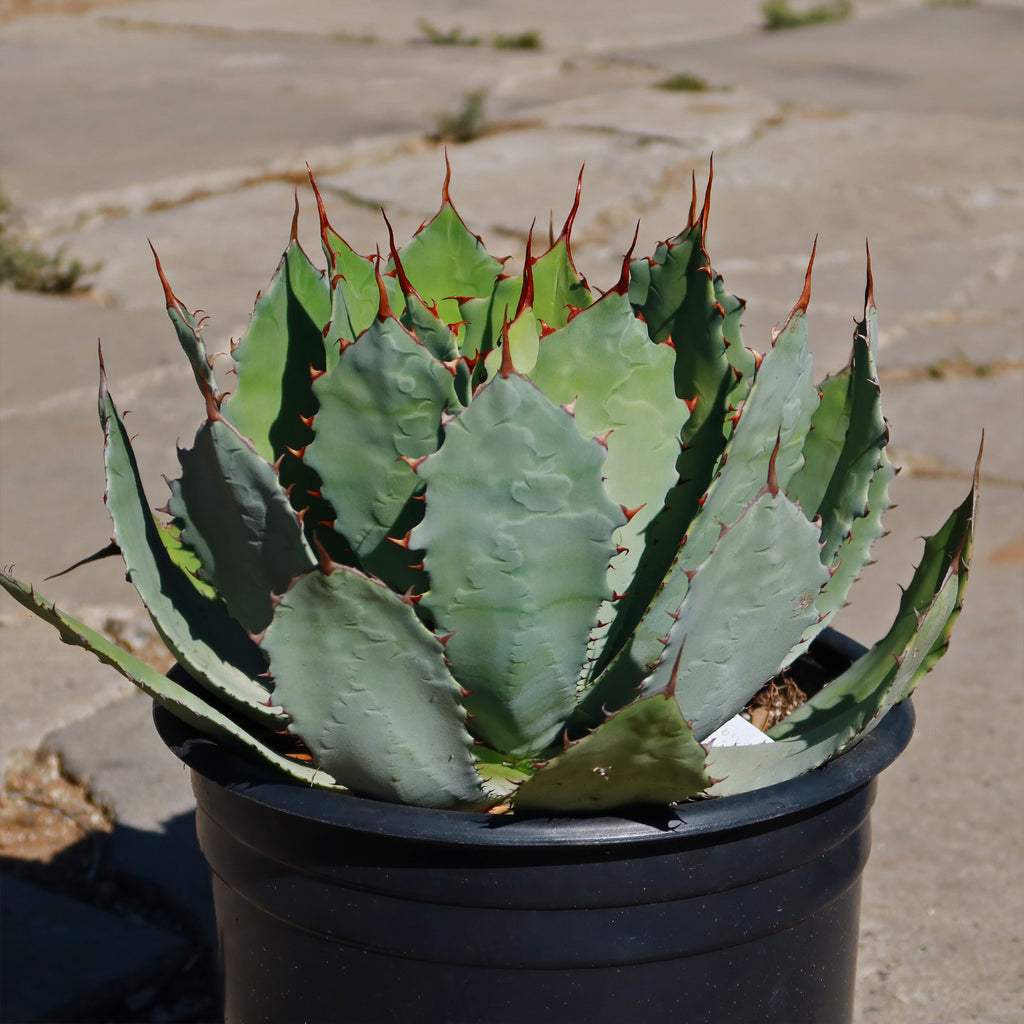 Agave guadalajarana