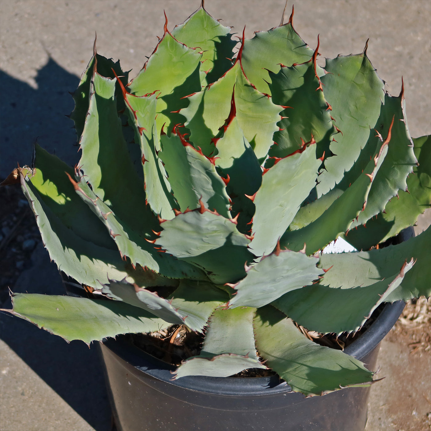 Shop For Agave Guadalajarana | Maguey Chato Agave | Planet Desert
