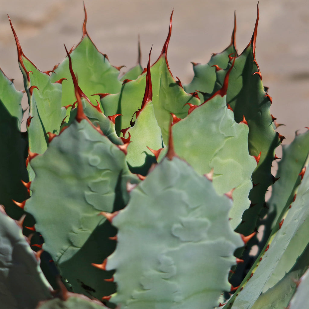 Agave guadalajarana