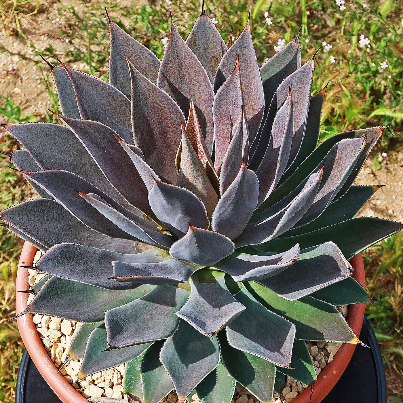 mangave lavender lady plant Mangave 'Lavender Lady' Info