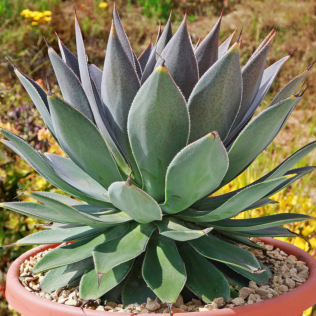 Mangave Lavender Lady