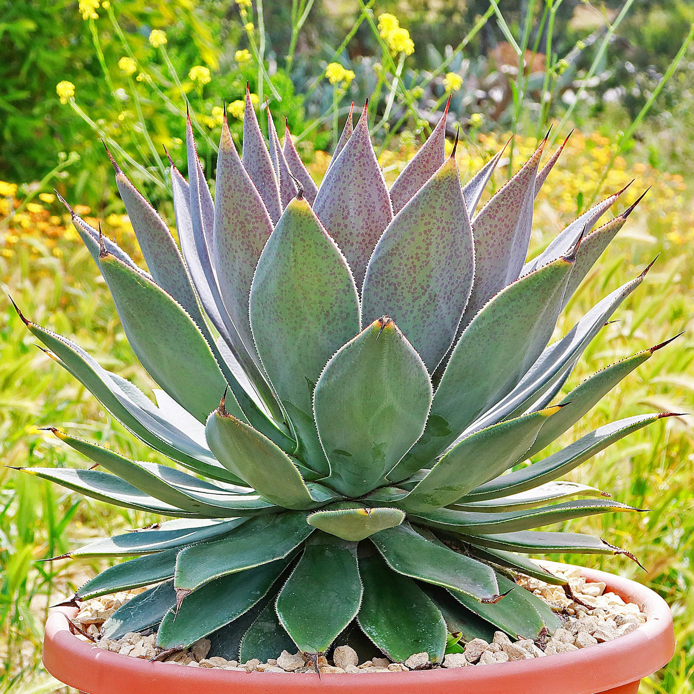 mangave lavender lady plant Mangave 'Lavender Lady' Info