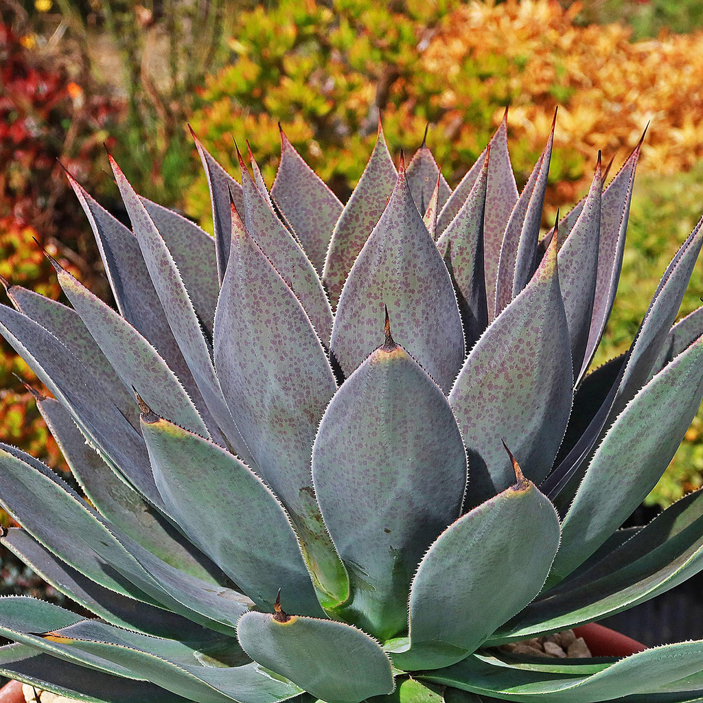 Mangave Lavender Lady