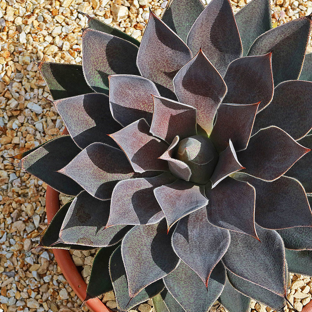 Mangave Lavender Lady