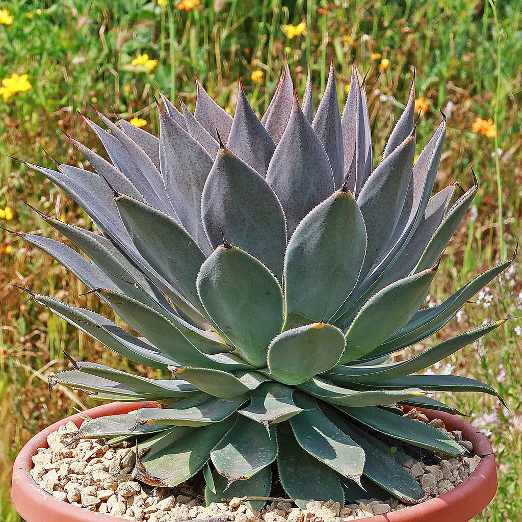 Mangave Lavender Lady