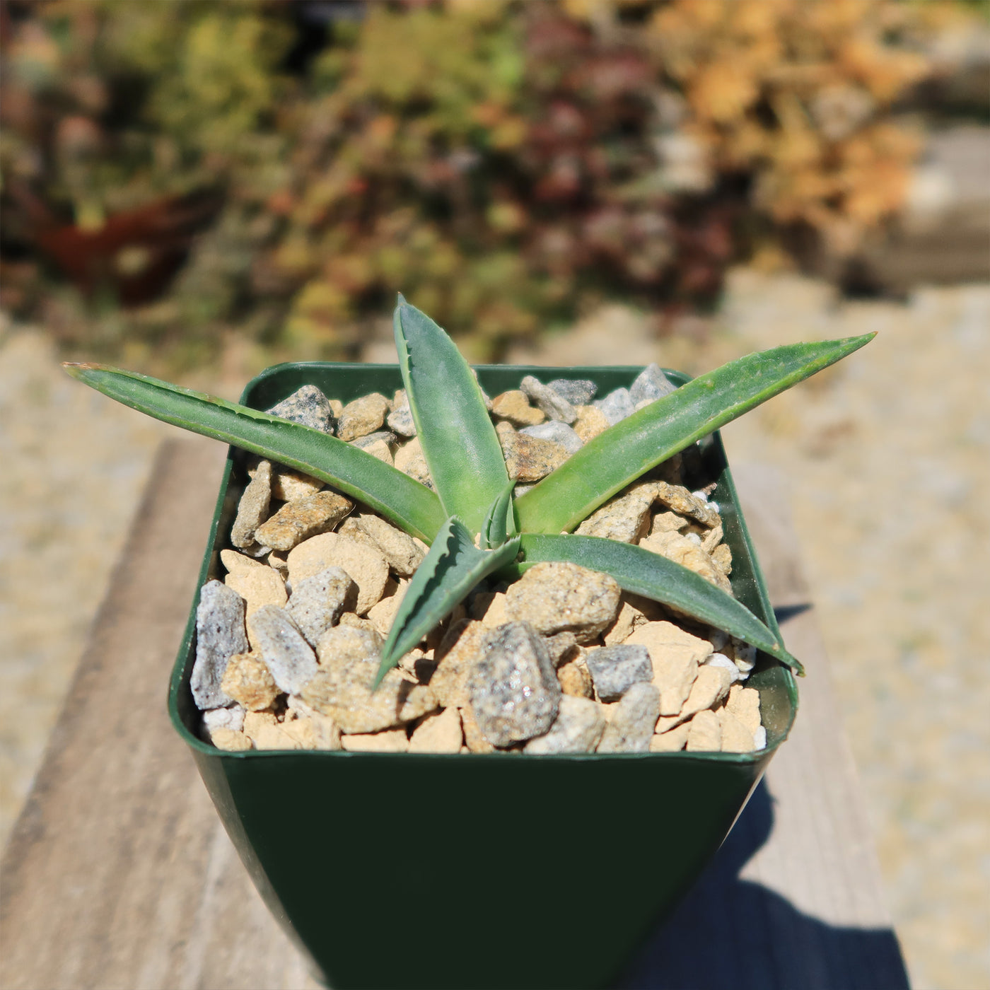 Parry’s Agave – Agave parryi