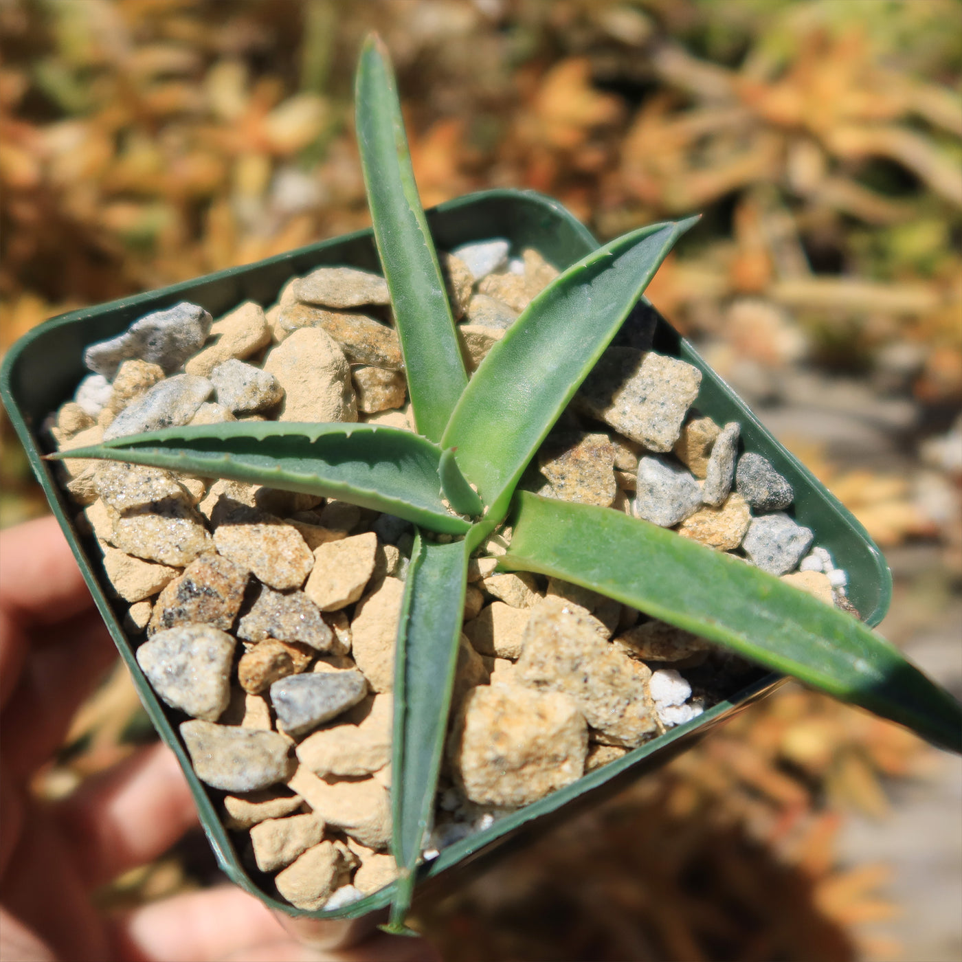 Parry’s Agave – Agave parryi