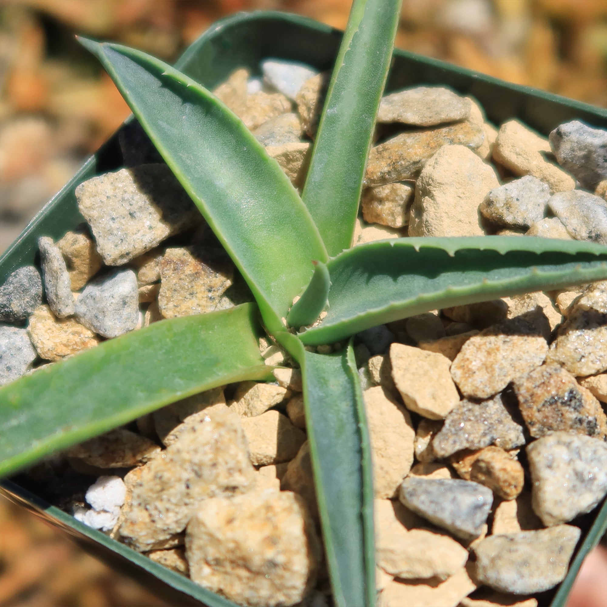 Parry’s Agave – Agave parryi