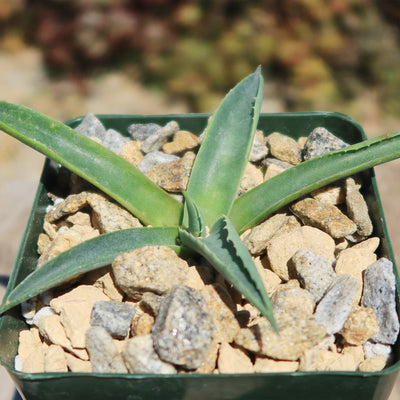 Parry’s Agave – Agave parryi